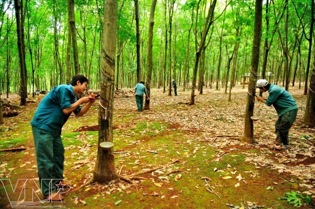 phat trien kinh te trang trai cao su dieu tren dia ban tinh binh phuoc