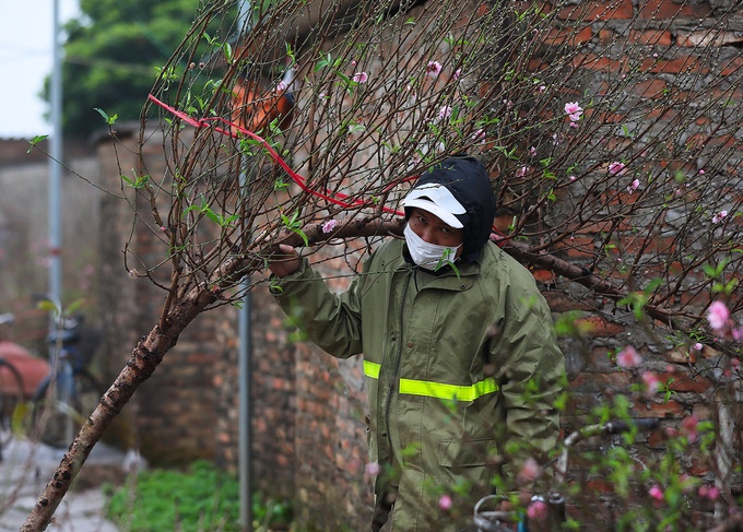 Vườn hoa đào Nhật Tân nhộn nhịp trước Tết - Ảnh 7