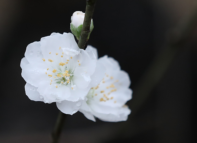 Vườn hoa đào Nhật Tân nhộn nhịp trước Tết - Ảnh 6