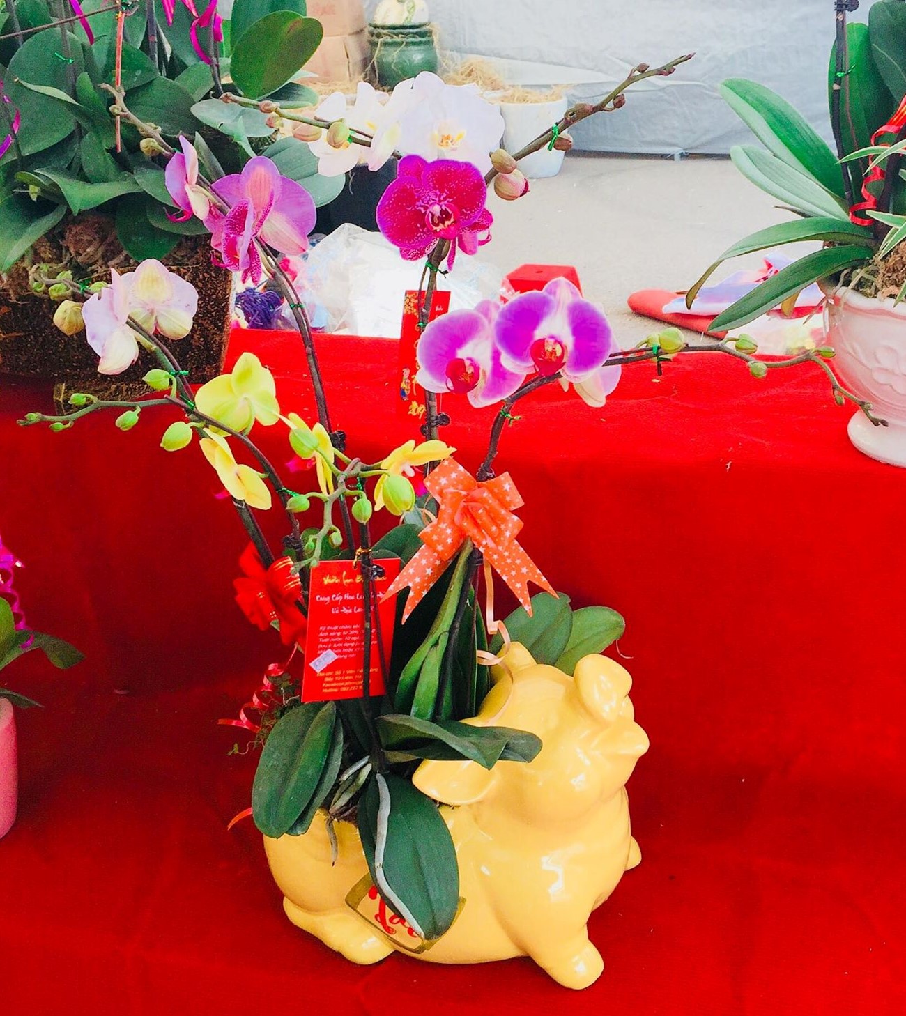 Hoa xuân Kỷ Hợi: Ngập tràn màu sắc