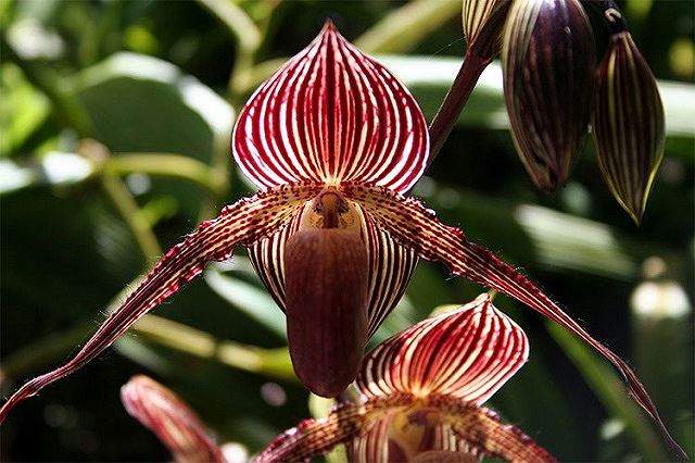 Top 5 loài hoa đắt đỏ nhất hành tinh - Ảnh 2