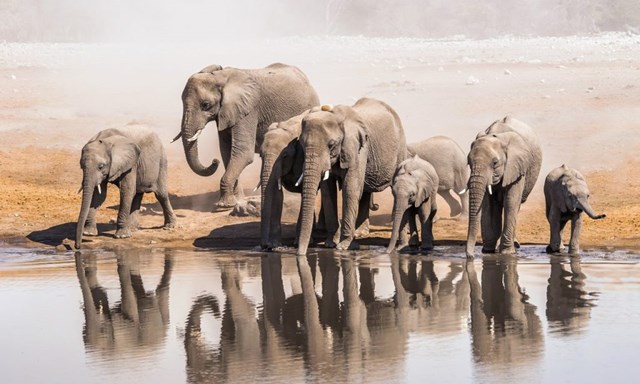 Một gia đ&igrave;nh voi ch&acirc;u Phi uống nước tại một hố nước ở C&ocirc;ng vi&ecirc;n quốc gia Etosha. Ảnh Shutterstock.