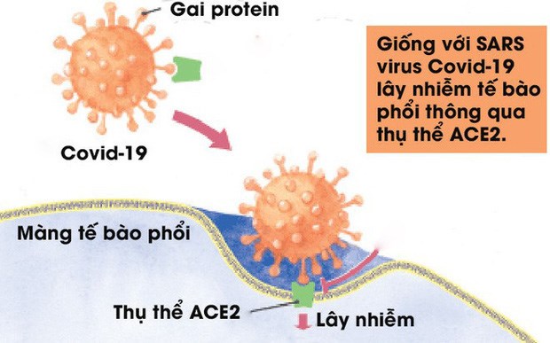 [Infographic] Đây là cách virus Covid-19 tàn phá cơ thể người - Ảnh 2