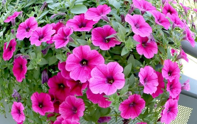 Những loài hoa nở quanh năm làm đẹp cho không gian nhà ở - Ảnh 8