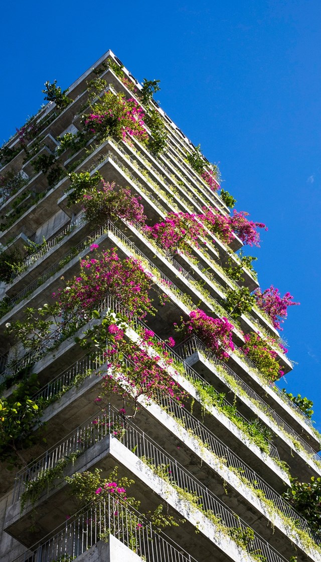 Cây và hoa phủ kín ban công khách sạn 21 tầng ở Đà Nẵng - Ảnh 3