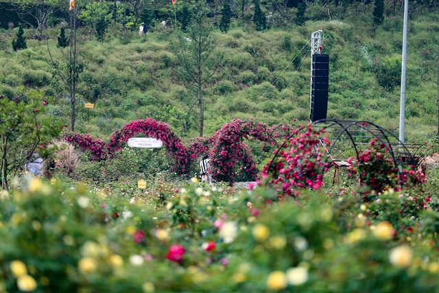 Lạc bước vào thung lũng hoa hồng lớn nhất Việt Nam tại Sa Pa  - Ảnh 1