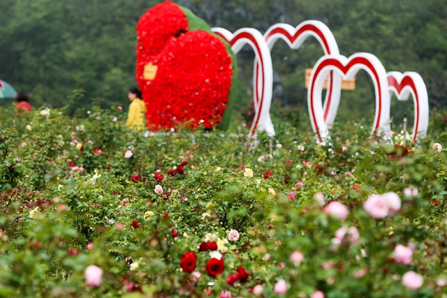 Lạc bước vào thung lũng hoa hồng lớn nhất Việt Nam tại Sa Pa  - Ảnh 13
