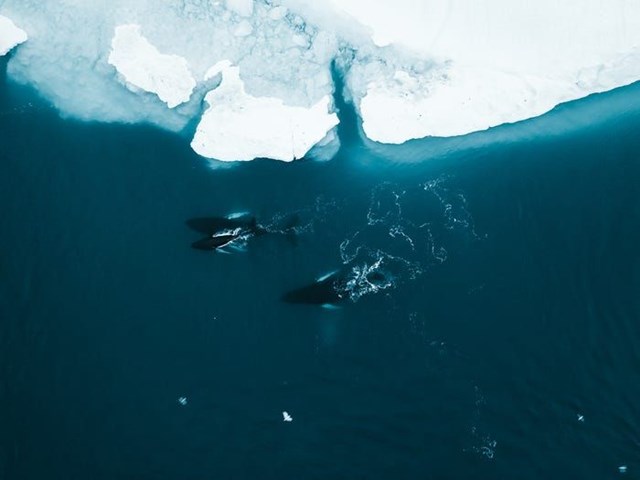 Khung cảnh thanh b&igrave;nh tại Vịnh băng Ilulissat Icefjord (Greenland), nơi đ&atilde; được UNESCO c&ocirc;ng nhận l&agrave; Di sản Thế giới. (Ảnh: Stian Klo)
