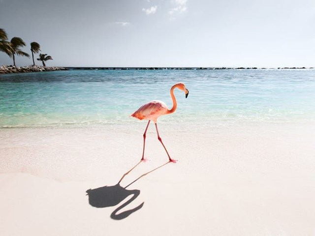 Con chim hồng hạc tr&ecirc;n một b&atilde;i biển ở Argentina tr&ocirc;ng giống như người mẫu tr&ecirc;n s&agrave;n catwalk. (Ảnh: Claire Doppert)