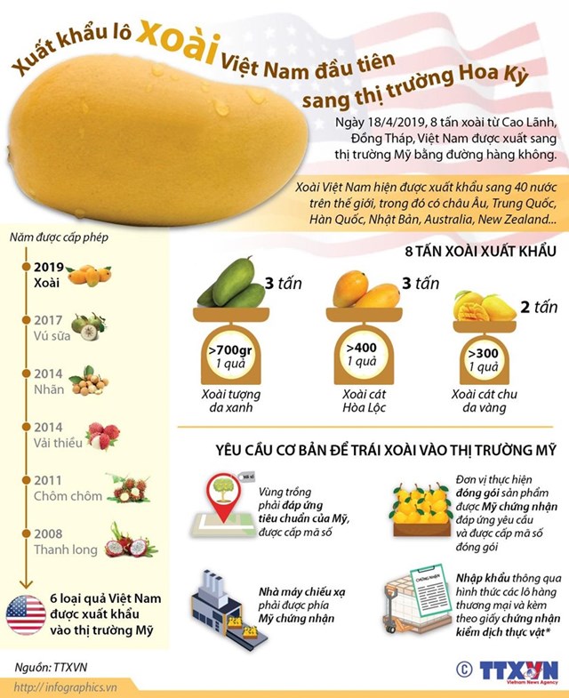 [Infographics] Xuất khẩu lô xoài Việt Nam đầu tiên sang thị trường Mỹ - Ảnh 1