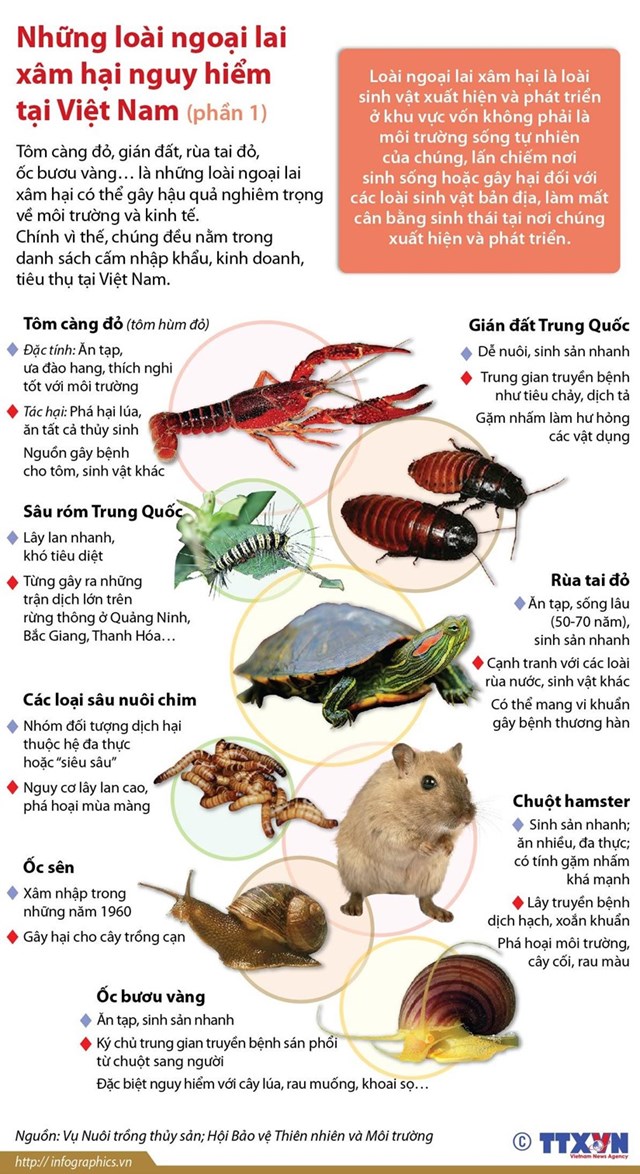 [Infographic] Những loài động vật ngoại lai xâm hại nguy hiểm tại Việt Nam - Ảnh 1