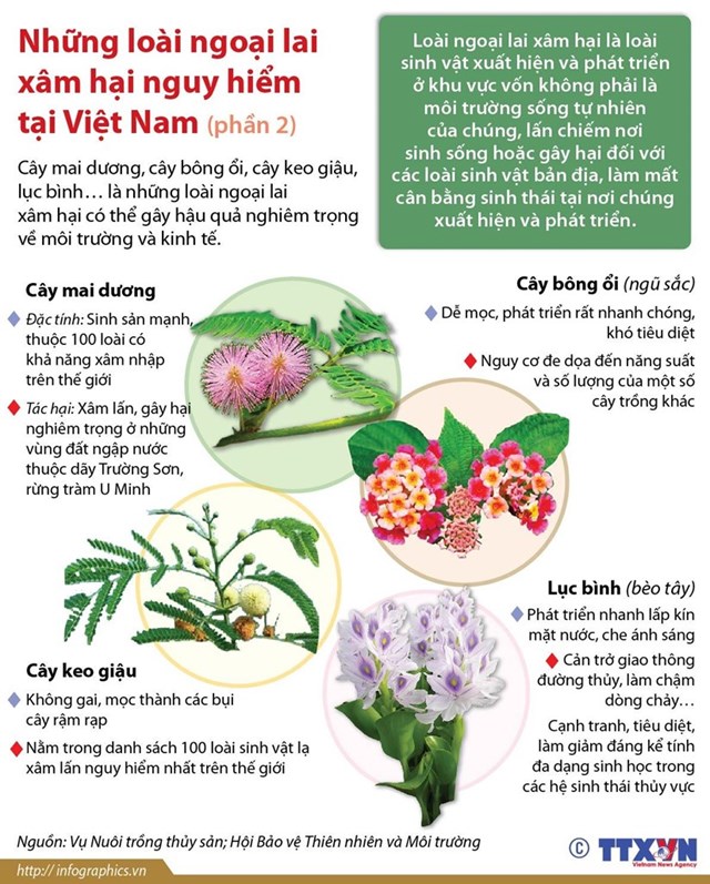 [Infographic] Những loài thực vật ngoại lai xâm hại nguy hiểm tại Việt Nam - Ảnh 1