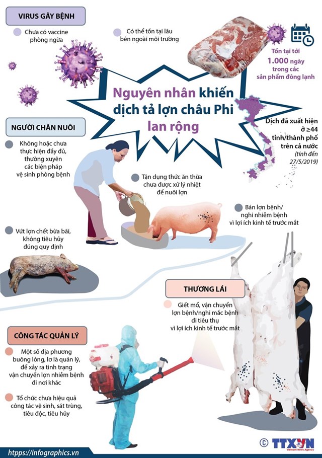 [Infographics] Nguyên nhân khiến dịch tả lợn châu Phi lan rộng - Ảnh 1