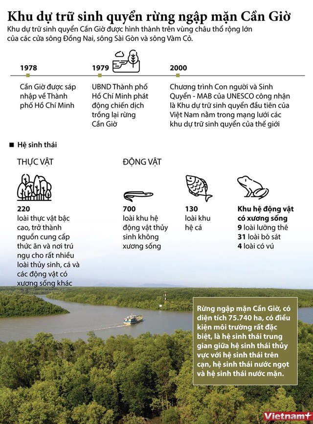 [Infographics] Khu dự trữ sinh quyển rừng ngập mặn Cần Giờ - Ảnh 1