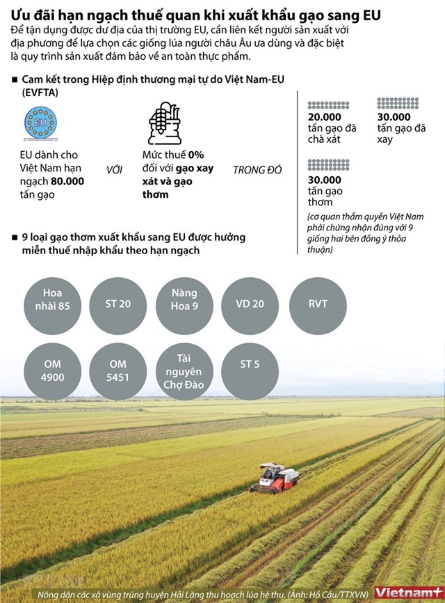 [Infographics] Ưu đãi hạn ngạch thuế quan khi xuất khẩu gạo sang EU - Ảnh 1