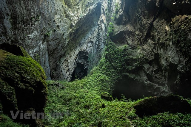 Thảm thực vật nhiệt đới trong hang Sơn Đo&ograve;ng. (Nguồn: Oxalis Adventures/Ryandeboodt)