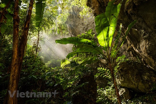 Rừng nhiệt đới trong hang Sơn Đo&ograve;ng. (Nguồn: Oxalis Adventures/Ryandeboodt)