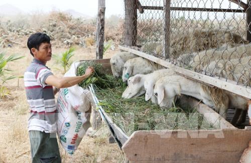 Mô hình nuôi cừu vỗ béo của nông dân xã Phước Trung, huyện Bác Ái cho hiệu quả kinh tế cao.