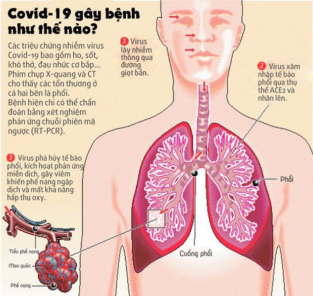 [Infographic] Đây là cách virus Covid-19 tàn phá cơ thể người - Ảnh 1