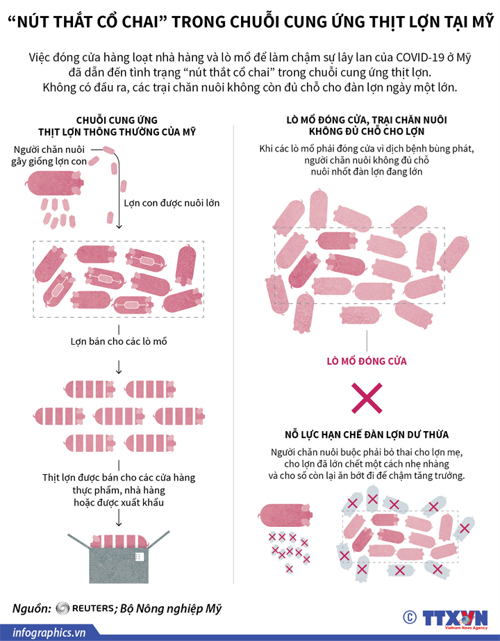 [Infographics] “Nút thắt cổ chai” trong chuỗi cung ứng thịt lợn tại Mỹ - Ảnh 1