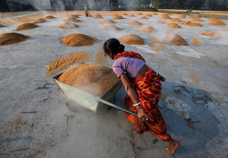 Ngành lúa gạo Ấn Độ đang đối mặt với nạn nắng hạn, trong khi giá gạo xuất khẩu đang giảm. (Ảnh: Reuters).