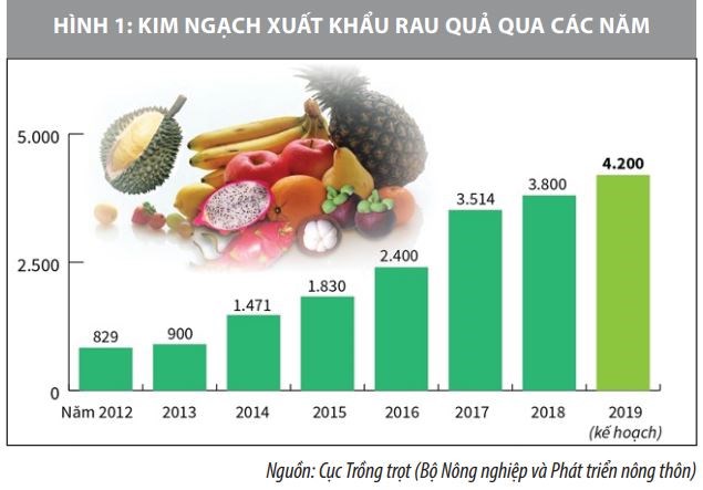 Thúc đẩy xuất khẩu rau quả Việt Nam sang thị trường EU: Nhìn từ quy định SPS - Ảnh 1