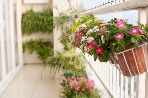 Vườn hoa nở rực ban công nhờ nước gạo - Ảnh 2