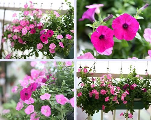 Vườn hoa nở rực ban công nhờ nước gạo - Ảnh 4