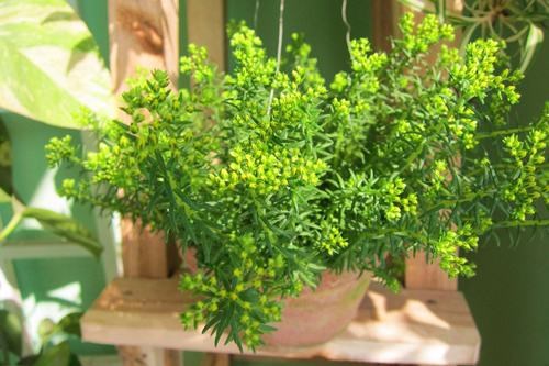 Vườn hoa nở rực ban công nhờ nước gạo - Ảnh 8