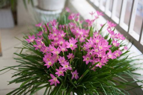 Vườn hoa nở rực ban công nhờ nước gạo - Ảnh 10