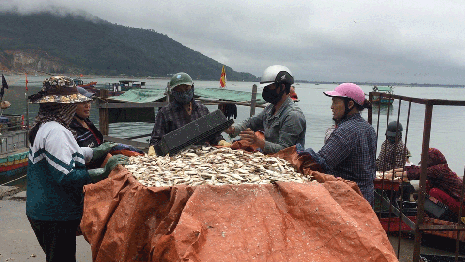Hỗ trợ 1.784 tỷ đồng bồi thường cho hàng hải sản tồn đọng tại 4 tỉnh miền Trung
