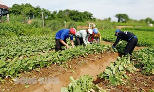 Hỗ trợ nông dân thu hoạch và tiêu thụ nông sản