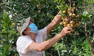 Biến “nguy” thành “cơ” trong phát triển kinh tế nông nghiệp