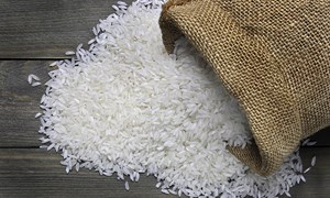 Giá lúa gạo hôm nay 14/7: Giá lúa OM 5451 giảm, thị trường giao dịch chậm