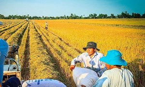 Giá lúa gạo tiếp tục tăng nhẹ