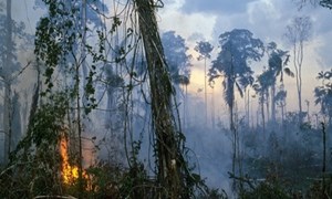 [Video] Hậu quả nếu rừng mưa Amazon bị phá hủy hoàn toàn