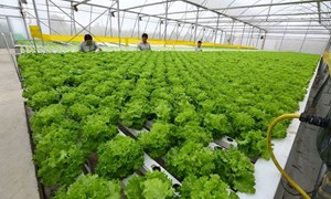  Hà Nội: Phân vùng sản xuất bảo đảm nguồn cung nông sản cho người dân