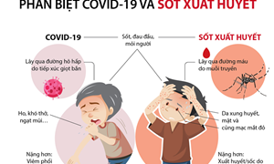 [Infographics] Phân biệt Covid-19 và sốt xuất huyết