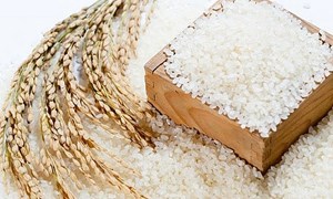 Giá lúa Thu đông ở mức thấp, giá gạo tăng trở lại
