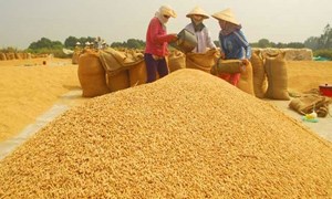 Giá lúa ở Đồng bằng sông Cửu Long tăng cao