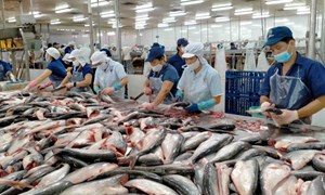 Xuất khẩu cá tra sang CPTPP tăng trưởng 3 con số