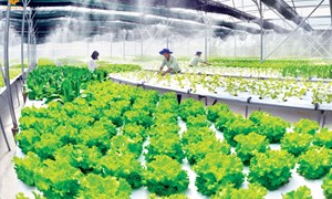 Thúc đẩy chuỗi giá trị và sản xuất nông nghiệp xanh