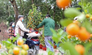 Hà Nội: Tổ chức 78 điểm chợ hoa Xuân phục vụ Tết Nguyên đán