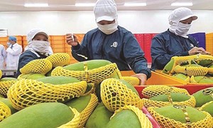 Xuất khẩu bền vững nông sản Việt Nam trong bối cảnh tham gia EVFTA