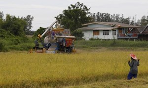 Thái Lan sẽ dành hơn 2,7 tỷ USD để hỗ trợ nông dân trồng lúa