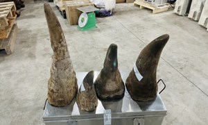 Phát hiện gần 20kg sừng tê giác nhập lậu qua cảng biển Hải Phòng