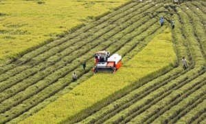 Cơ chế mới thúc đẩy tín dụng phục vụ phát triển nông nghiệp, nông thôn 