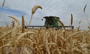 Nga duy trì liên lạc với Liên hợp quốc về thỏa thuận xuất khẩu ngũ cốc