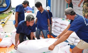 Xuất cấp gần 190 tấn hạt giống cây trồng hỗ trợ Hà Nam và Quảng Trị