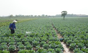 99% rau cải xanh nhiễm thuốc bảo vệ thực vật